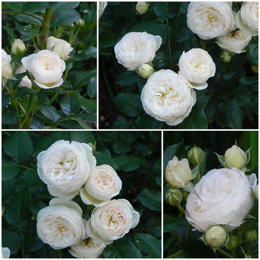 Rose Artemis - Wish List
