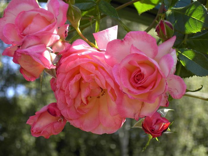 Rose Harlekin
