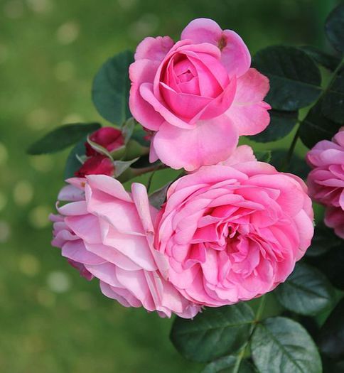Rose Leonardo da Vinci - Wish List