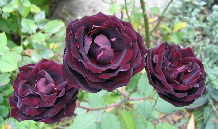 Rose Louis XIV