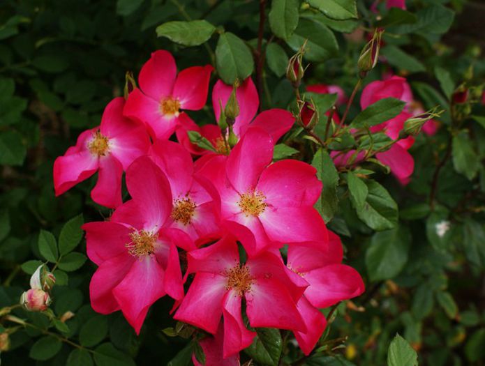 Rose of Picardy