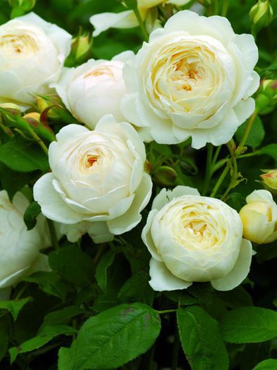 Rose-Claire-Austin