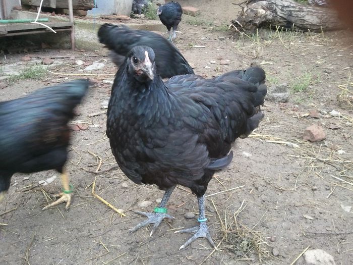 IMG_20130707_193828 - Australorp