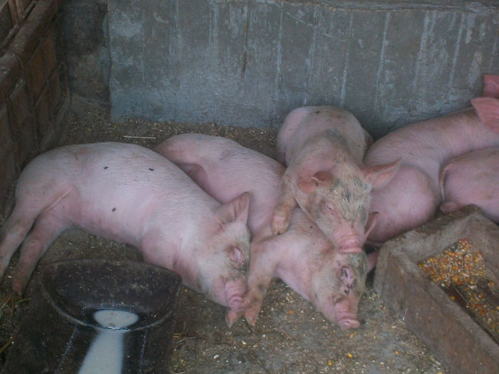 Promotia mai 2013 vanduti - PORCI DE CARNE RASA MARELE ALB