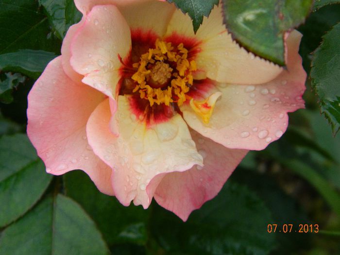 Alissar-Princess-of-Phoenicia - 0 Primii trandafiri