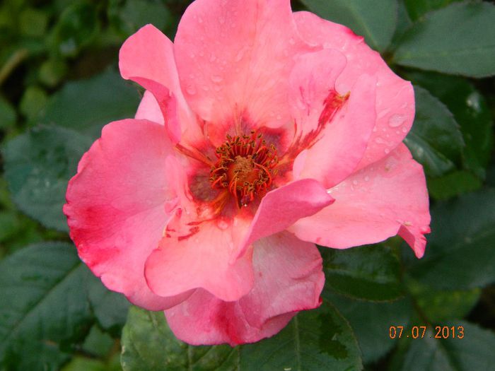 Alissar-Princess-of-Phoenicia, floare de cateva zile - 0 Primii trandafiri