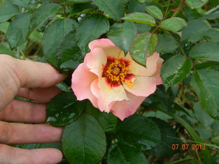 Alissar-Princess-of-Phoenicia - 0 Primii trandafiri