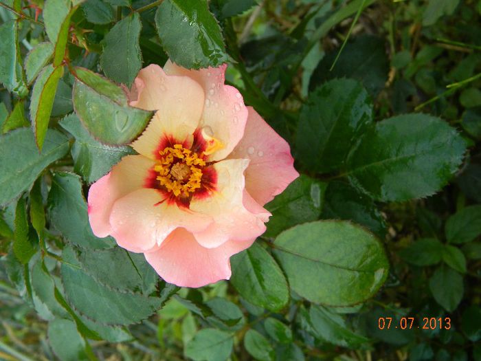 DSCN3543 - 0 Primii trandafiri