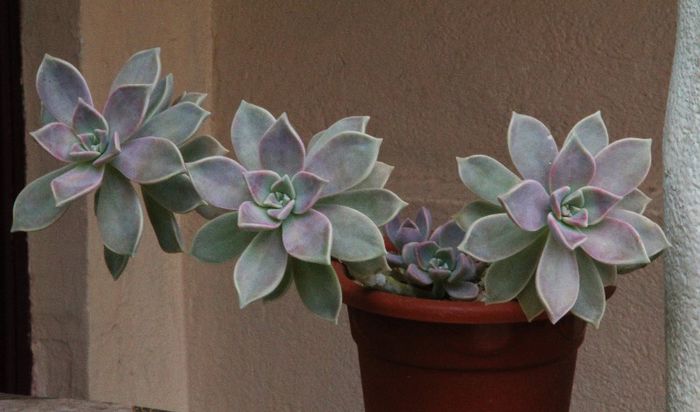 Graptopetalum paraguayense
