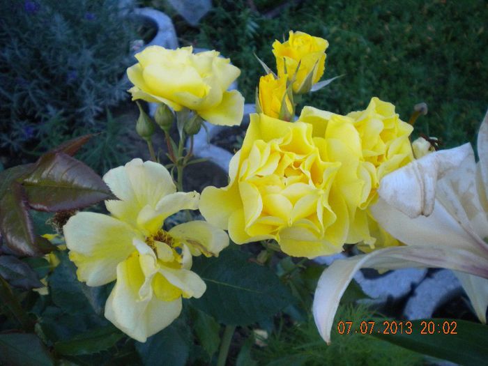  - trandafiri 2013