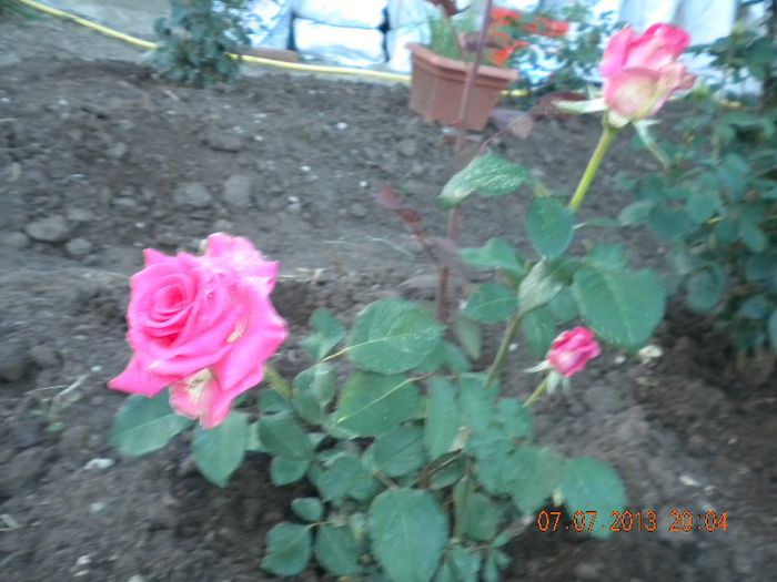  - trandafiri 2013