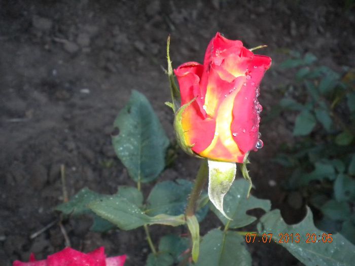 Alinka - trandafiri 2013