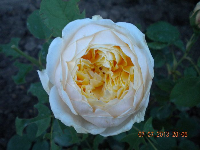  - trandafiri 2013