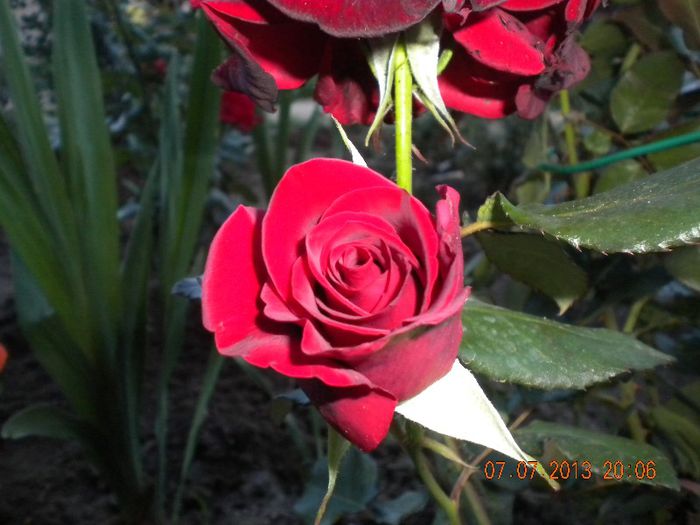  - trandafiri 2013