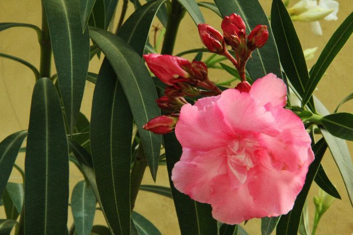 006, - Nerium oleander-leandru