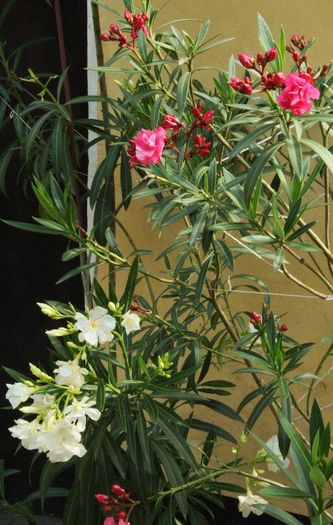 008 - Nerium oleander-leandru