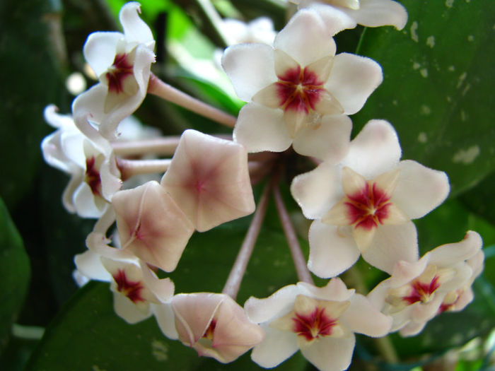 Hoya Carnosa (1)