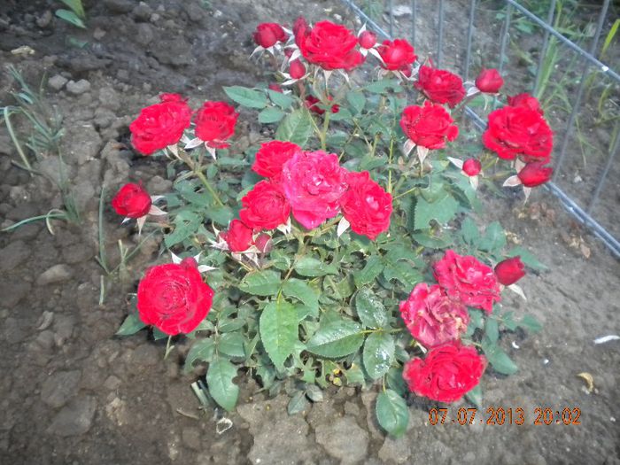 piticul rosu - trandafiri 2013