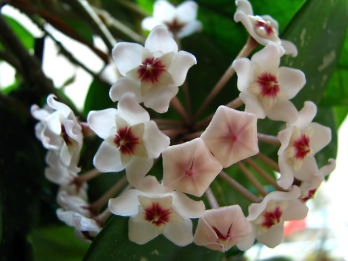 Hoya Carnosa (2)