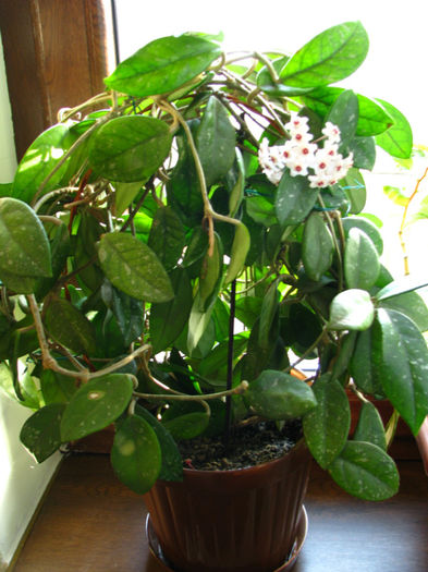 Hoya Carnosa (3)