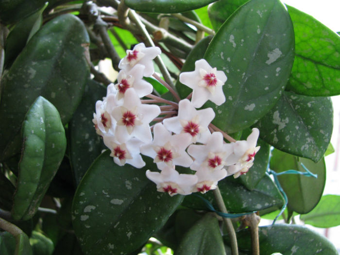 Hoya Carnosa (4)