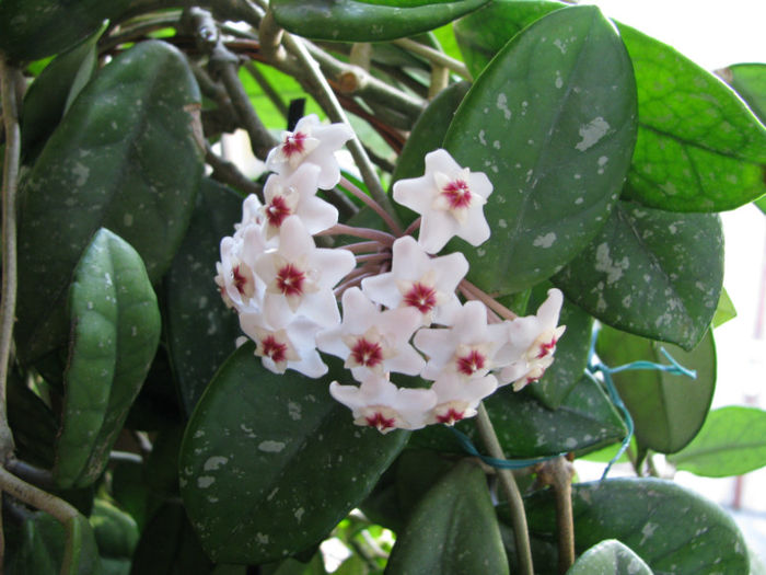 Hoya Carnosa (5)