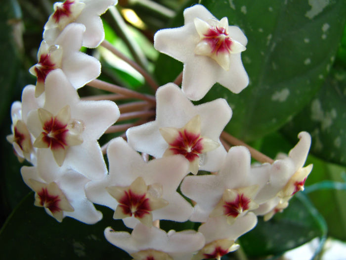 Hoya Carnosa (6)