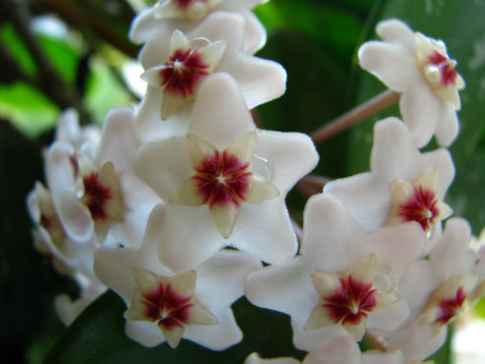 Hoya Carnosa (8)