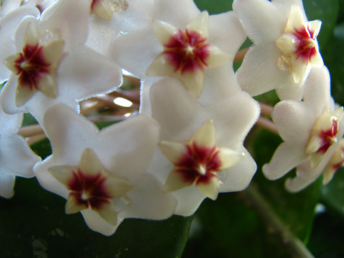 Hoya Carnosa (9)
