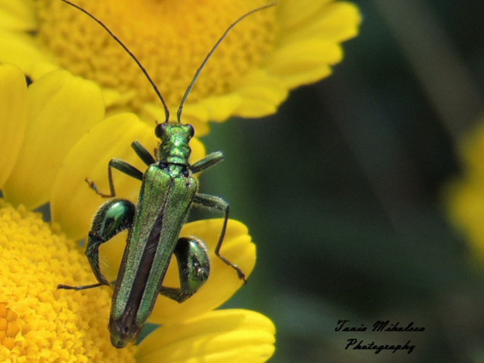 RSCN1404 - FLORI SI INSECTE