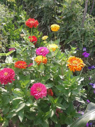 2013-07-07 17.52.05 - Diverse flori