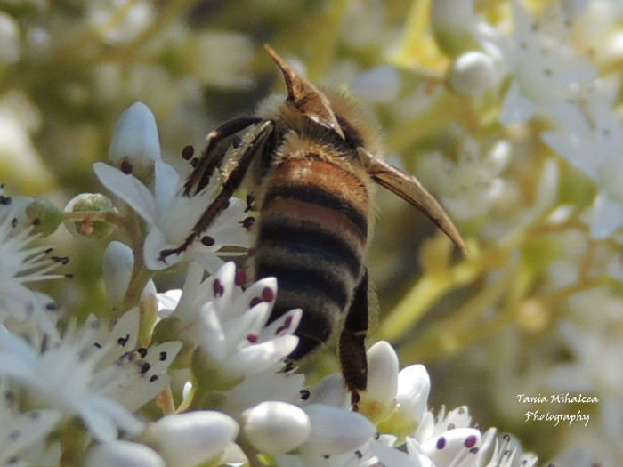 RSCN9794 - HARNICUTA ALBINUTA