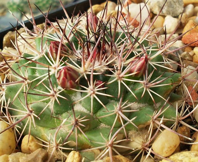 Mammillaria ... - Necunoscute