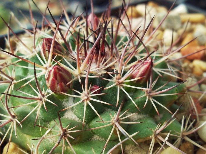 Mammillaria ... - Necunoscute