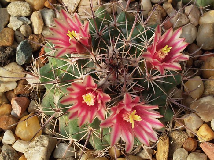 Mammillaria ... - Necunoscute