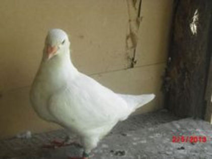 88911686_EVAMFCH3 - m---PORUMBEI VANDUTI