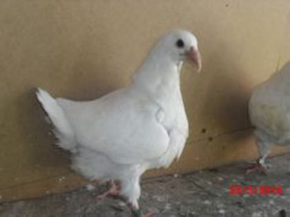 89526279_QZMSSXW - m---PORUMBEI VANDUTI