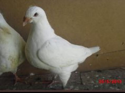 89526282_DYUUCMY3 - m---PORUMBEI VANDUTI