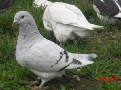 89910362_TQVNPAG - m---PORUMBEI VANDUTI