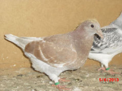 89910365_THAHROU - m---PORUMBEI VANDUTI