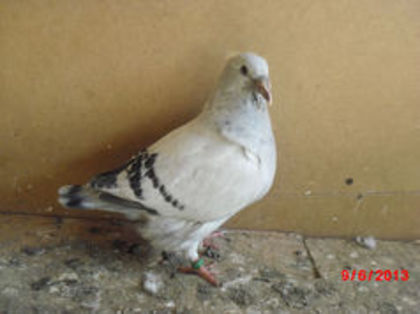 90025822_QHEMRTL - m---PORUMBEI VANDUTI