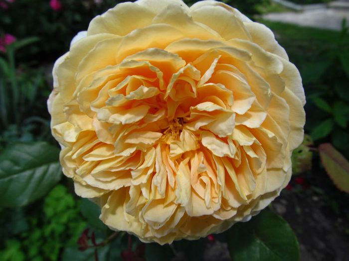 New Crown Princes Margarett (3)