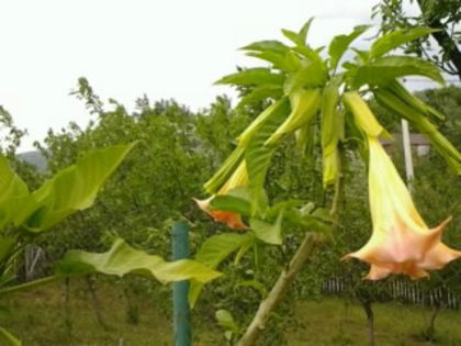 roz - brougmansia 2013