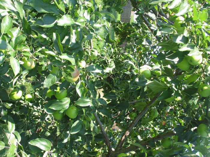 mere mari de vara - disponibile dupa 1 aug - 6- La inceput de iulie - Fructe bio de vanzare