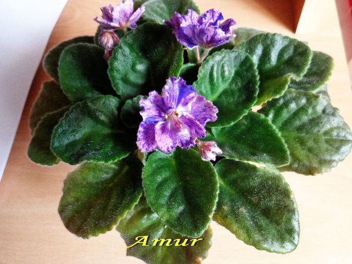 Amur (8-07-2013) - Violete 2013