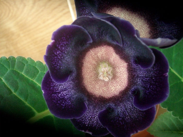 TIGRINA BLUE - Gloxinia-2013