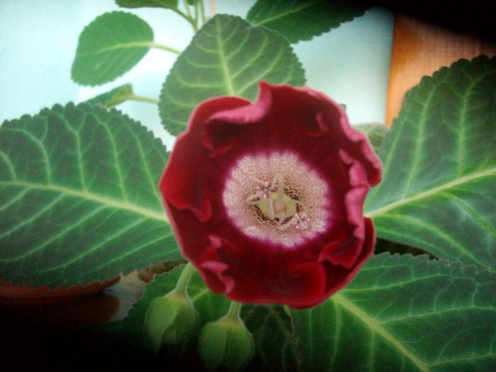 ROSU CU MIJLOC ALB - Gloxinia-2013