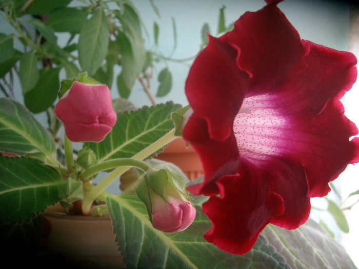 Am botezat-o FLORENTINA - Gloxinia-2013
