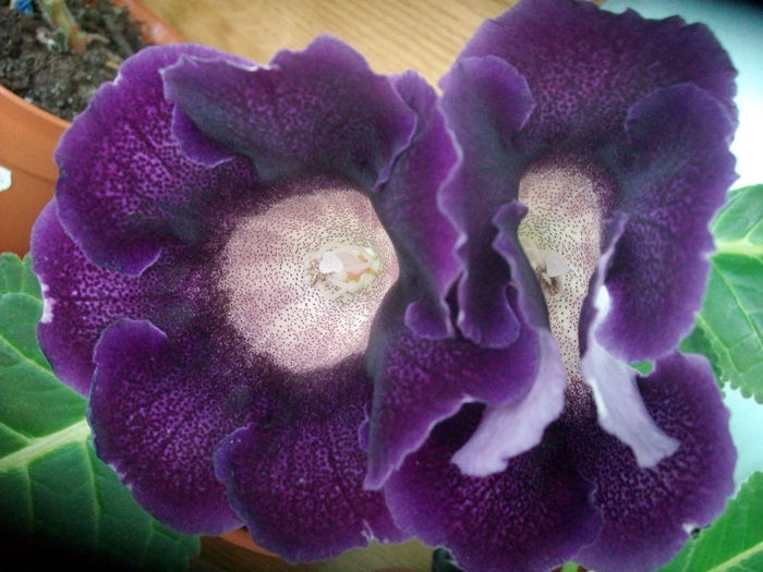 SANY5157 - Gloxinia-2013