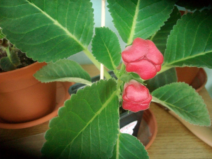 SANY5158 - Gloxinia-2013